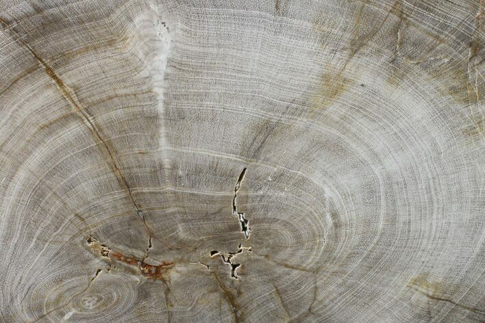 Polished Petrified Tropical Wood (Hunteria) Slab - Texas #163653